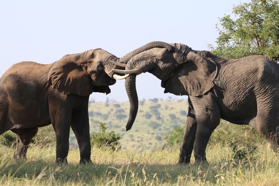 Safari, Tanzania